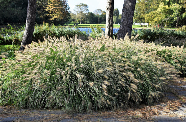 Dwarf Fountain Grass Seeds