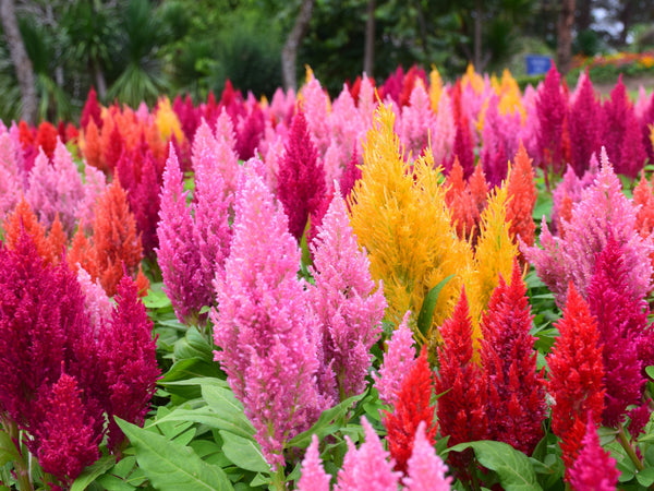Celosia Pampas Plumes - Mix Seeds