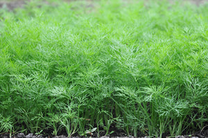Bouquet Dill Seeds