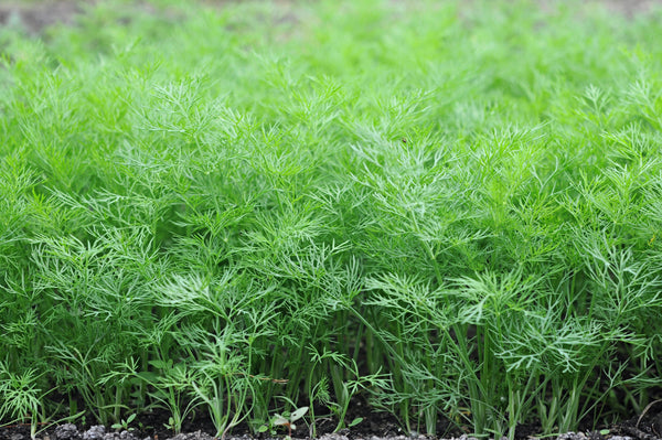 Bouquet Dill Seeds