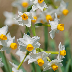 17+cm Narcissus Wintersun Paperwhite Bulbs – Fragrant Yellow & White Flowers (10 or 20 count)