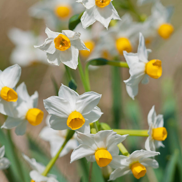 17+cm Narcissus Wintersun Paperwhite Bulbs – Fragrant Yellow & White Flowers (10 or 20 count)