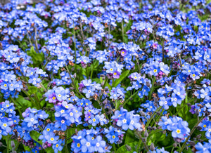 Forget-Me-Not Seeds