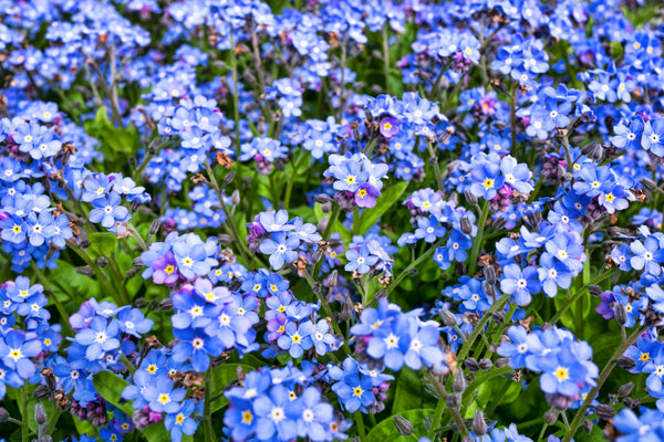 Forget Me Not Seeds - Mix