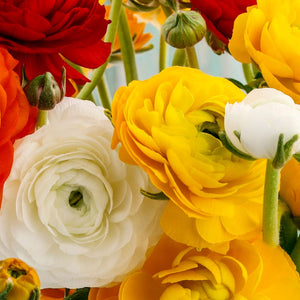 Ranunculus Tecolote® Fire & Ice Collection – 30 Corms | Orange, Yellow & White