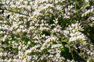 German Statice Seeds