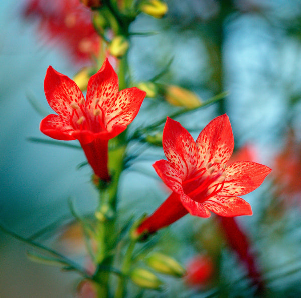 Standing Cypress Seeds