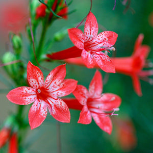 Standing Cypress Seeds