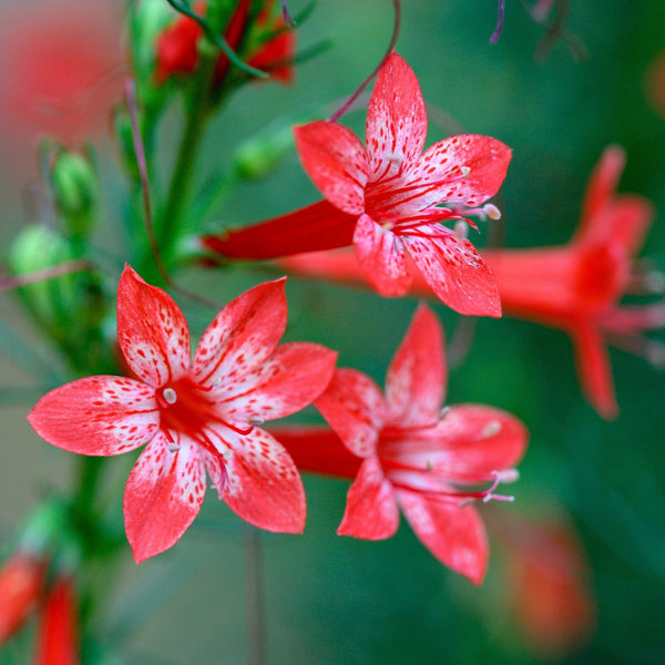 Standing Cypress Seeds