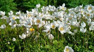 Anemone ‘Madonna’ Seeds