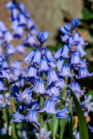 Wood Hyacinth Seeds