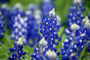 Texas Bluebonnet Lupine Seeds