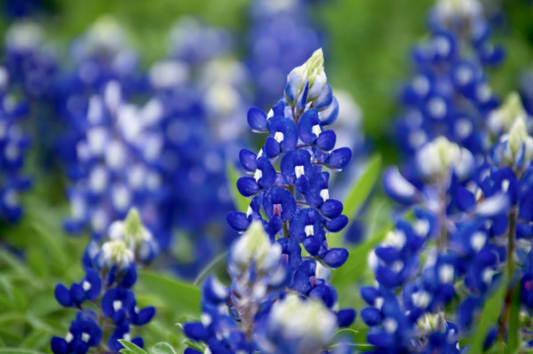 Texas Bluebonnet Lupine Seeds