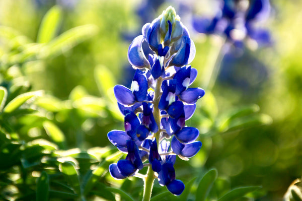 Texas Bluebonnet Lupine Seeds