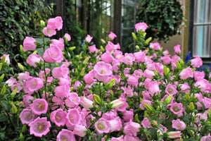 Rose Pink Canterbury Bells Seeds