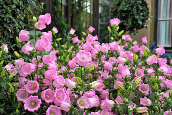 Rose Pink Canterbury Bells Seeds