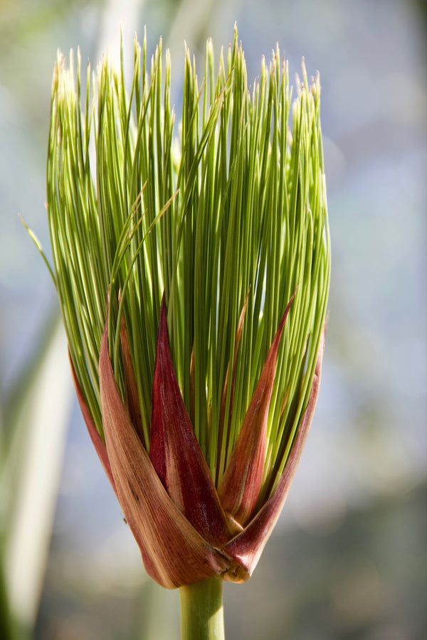 Papyrus Seeds