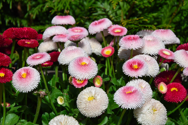 Strawberries & Cream English Daisy Seeds