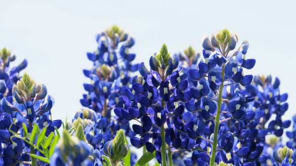 Texas Bluebonnet Lupine Seeds