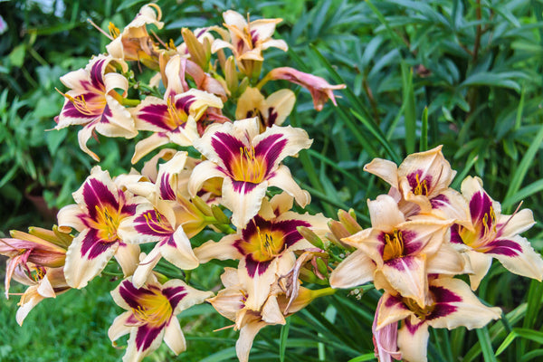 Daylily Seeds Mixed Colors