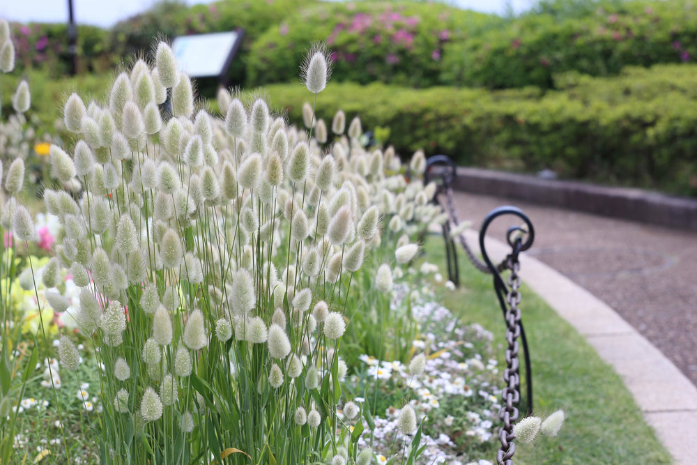 Bunny Tails Grass Seeds