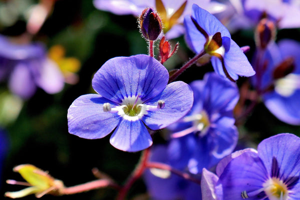 Creeping Blue Speedwell Seeds