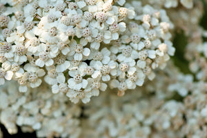 White Yarrow Seeds