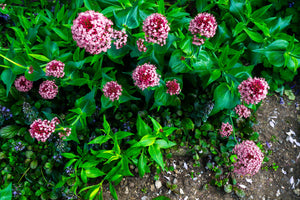 Swamp Milkweed Seeds