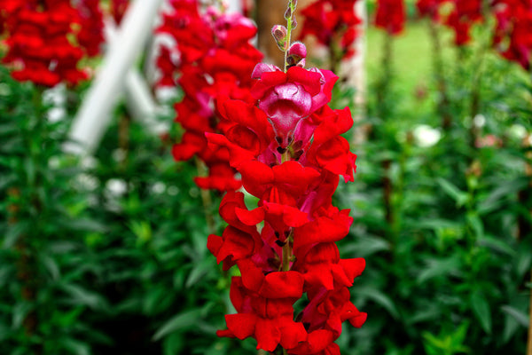 ’Ruby’ Snapdragon Seeds