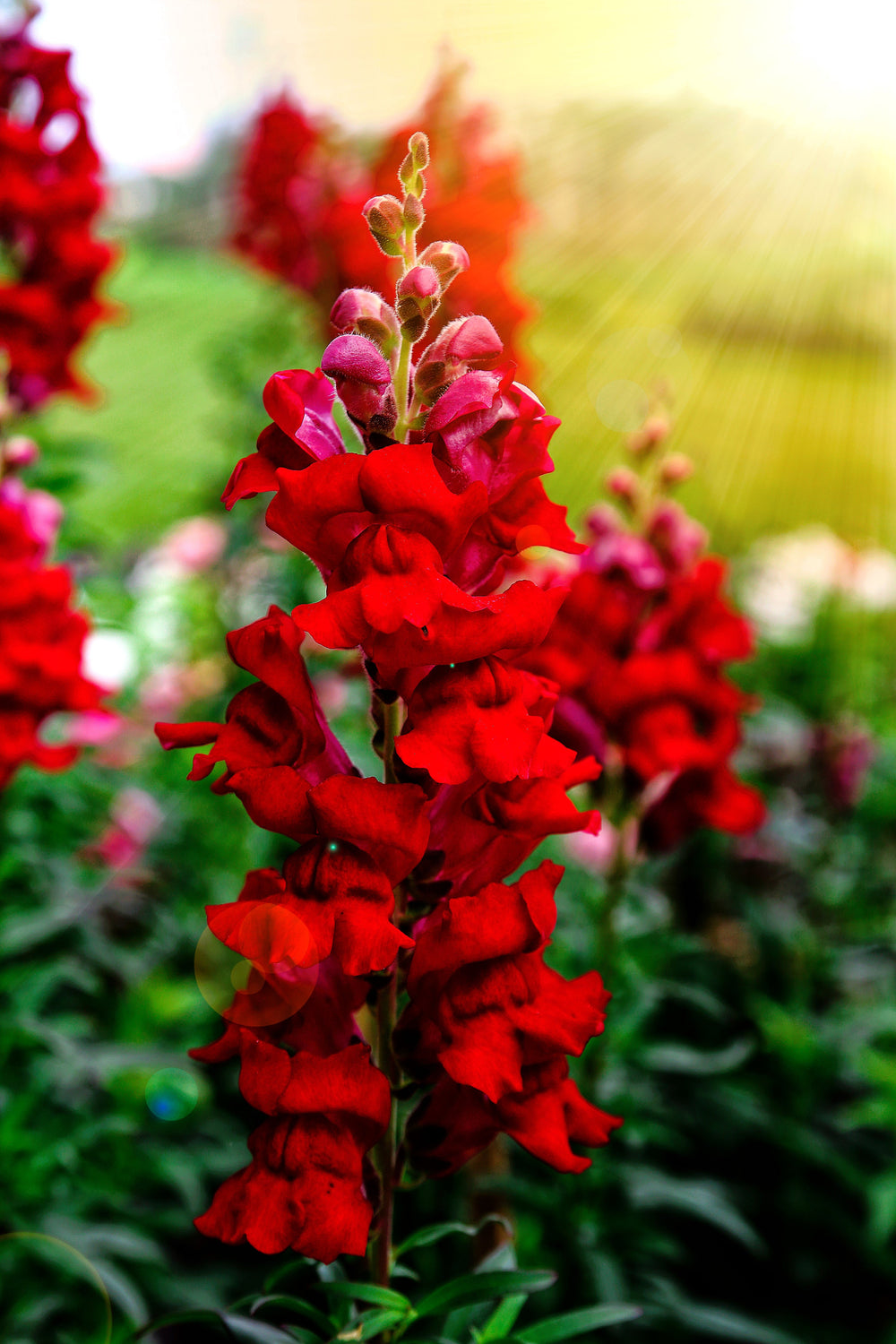 ’Ruby’ Snapdragon Seeds