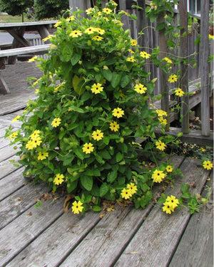 Black-Eyed Susan Vine Seeds - Mixed Thunbergia