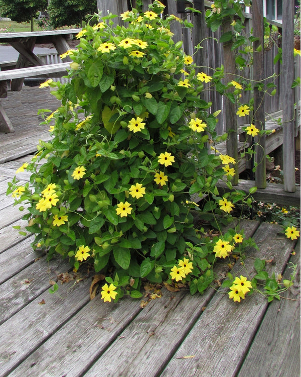 Black-Eyed Susan Vine Seeds - Mixed Thunbergia