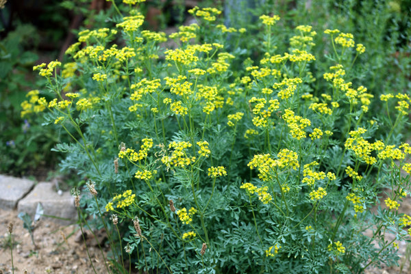 Syrian Rue Yellow Yellow Rue Seeds