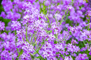 Dame's Rocket (Danask Violet) Seeds