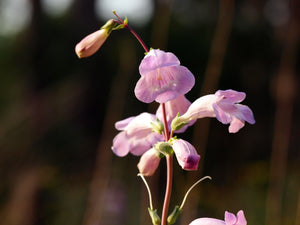 Large Flowered Beardtongue Seeds