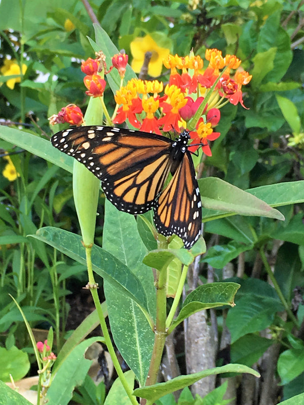 Sunset Milkweed Seeds