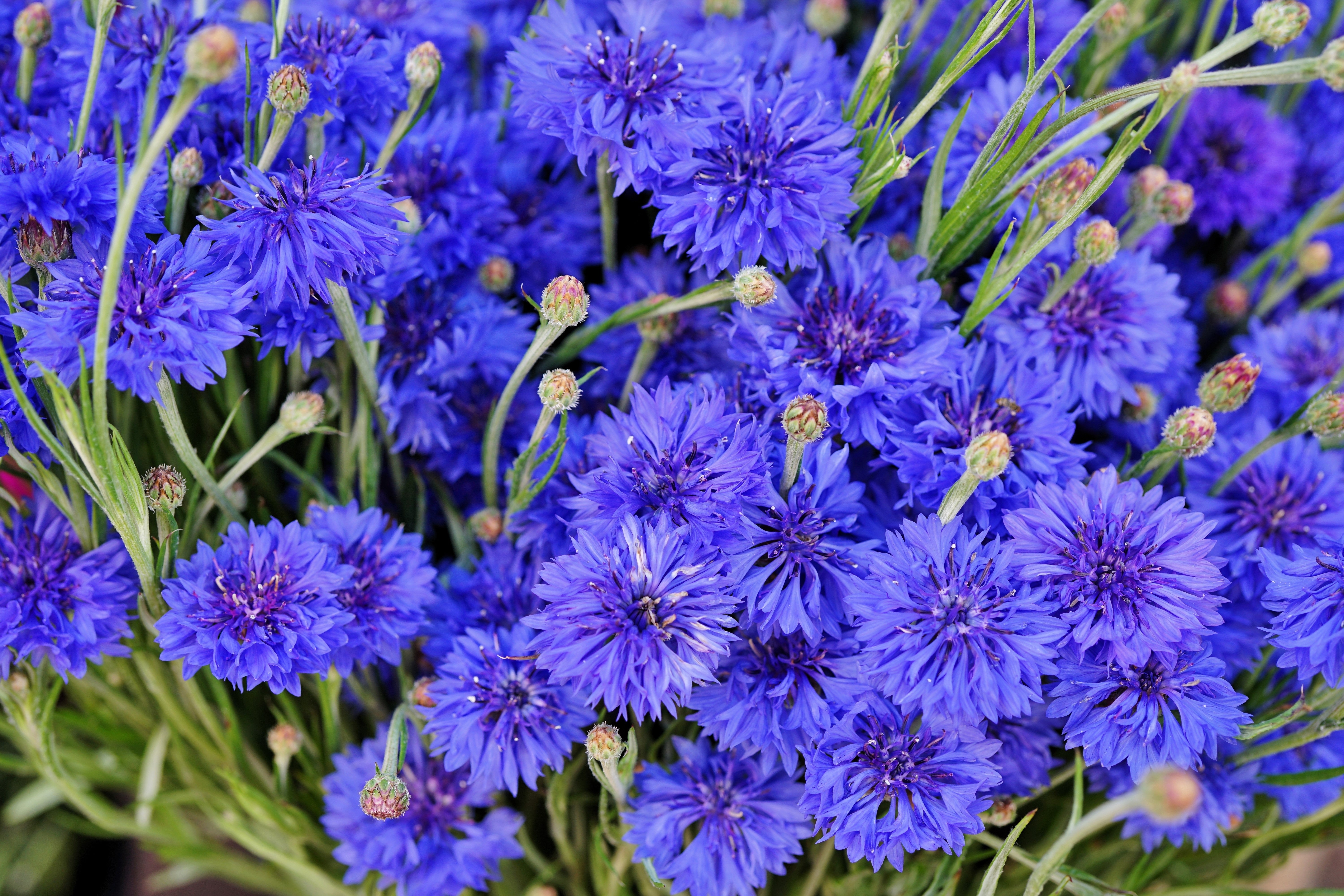 Tall Blue Bachelor’s Button Seeds