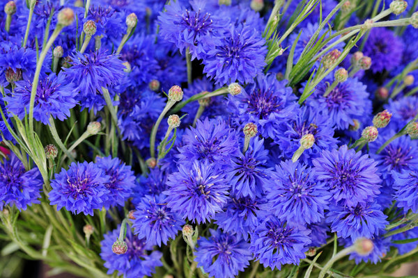 Tall Blue Bachelor’s Button Seeds