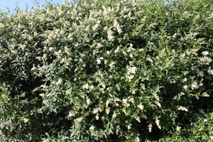 European Privet Seeds