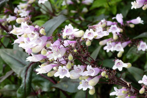 Husker Red Penstemon Seeds