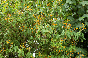 Orange Ball Tree Flower Seeds (Golden Butterfly Bush)