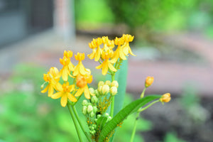 Yellow Milkweed Seeds