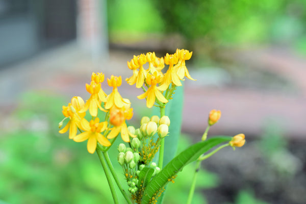 Yellow Milkweed Seeds