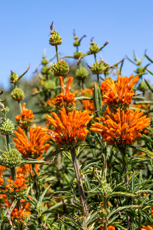 Klip Dagga/Lion's Ear Seeds