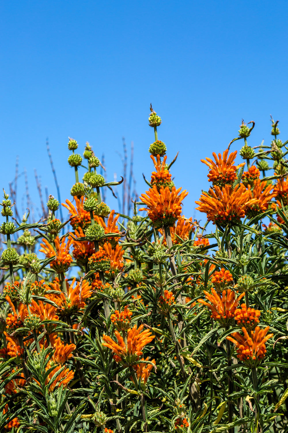 Klip Dagga/Lion's Ear Seeds