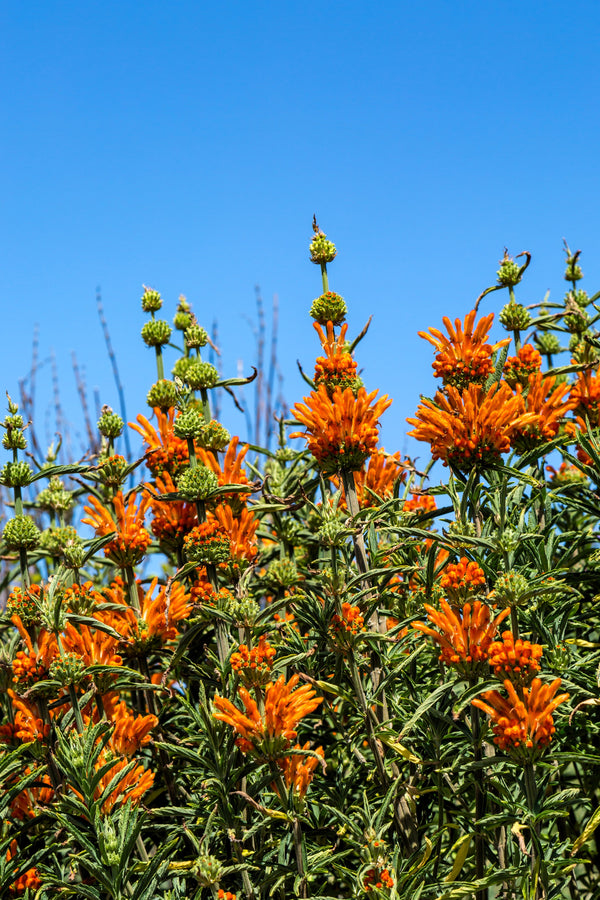 Klip Dagga/Lion's Ear Seeds