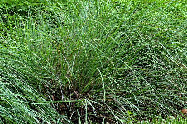 Little Bluestem Grass Seeds