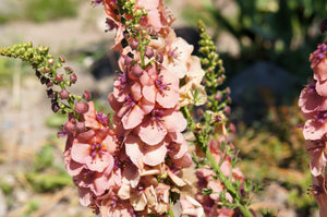 Verbascum Mix Seeds