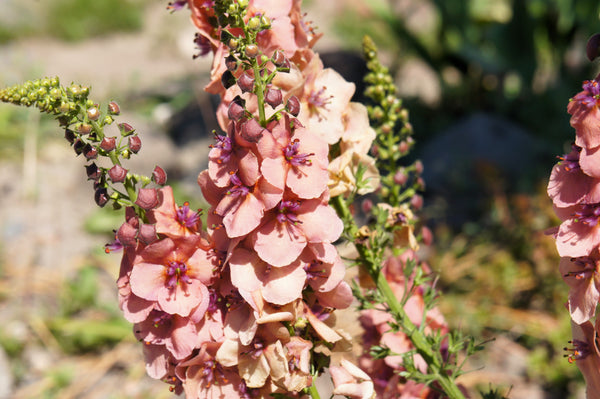 Verbascum Mix Seeds