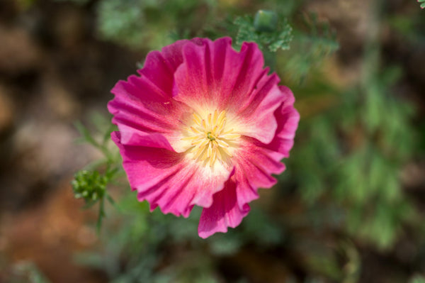 Purple Gleam California Poppy Seeds
